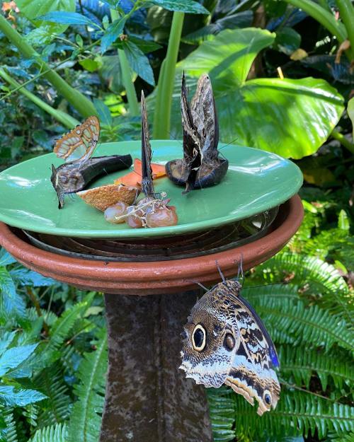A green plate on a pedestal holds various butterflies feeding in a lush garden setting.