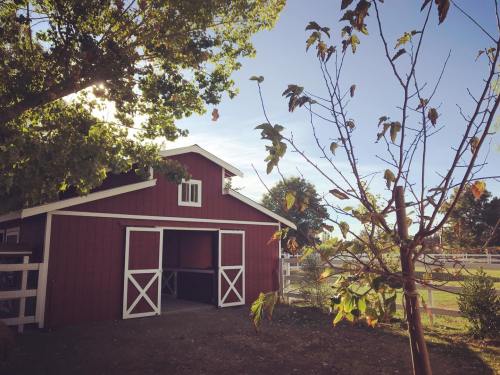 A red barn with white doors beside a young tree, set against a clear blue sky and green foliage.