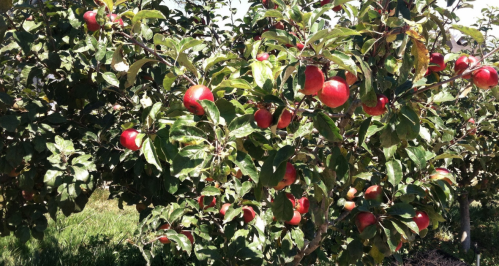 A close-up of an apple tree laden with ripe red apples among green leaves.