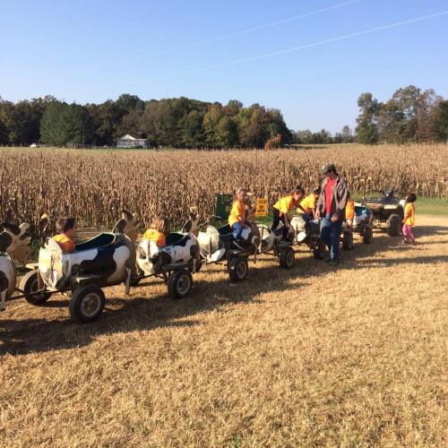 Children in orange shirts ride a small train of toy cows through a field with corn stalks in the background.