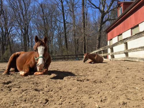 Two brown horses resting on sandy ground near a red barn, surrounded by trees under a clear blue sky.