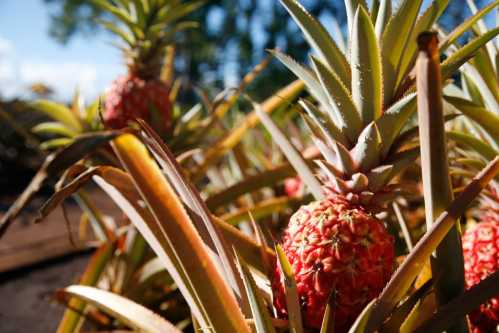 Close-up of ripe pineapples growing among green leaves in a sunny field.