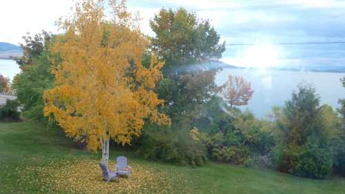 A vibrant yellow tree stands in a grassy area, surrounded by colorful foliage and a serene lake in the background.