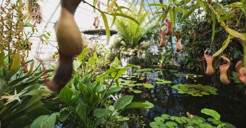 A lush greenhouse filled with tropical plants, including pitcher plants and water lilies, surrounding a tranquil pond.