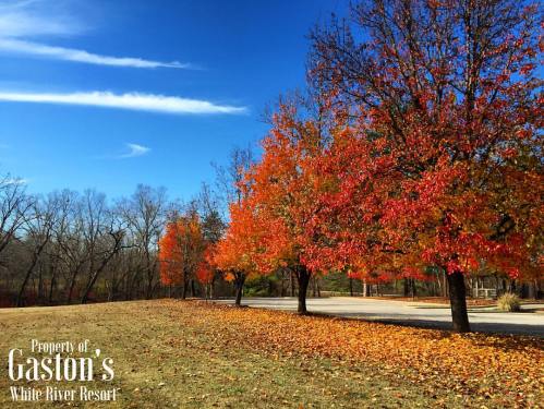 Colorful autumn trees line a road, with vibrant orange and yellow leaves against a clear blue sky.