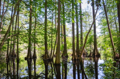 A serene wetland scene with tall trees reflecting in calm water, surrounded by lush greenery.