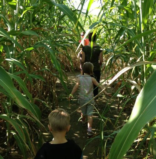 Children walking through a tall corn maze, surrounded by green stalks and sunlight filtering through the leaves.