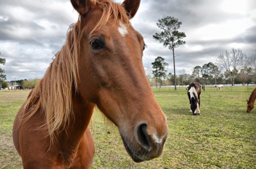 A close-up of a brown horse with a white star on its forehead, grazing in a grassy field with other horses in the background.