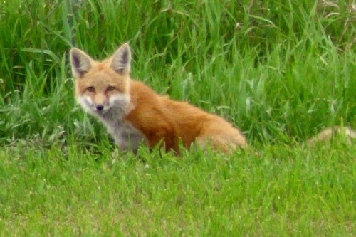 A red fox sitting in green grass, looking curiously at the camera.