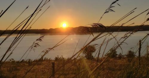 A serene sunset over a lake, framed by tall grass and silhouettes of trees in the background.