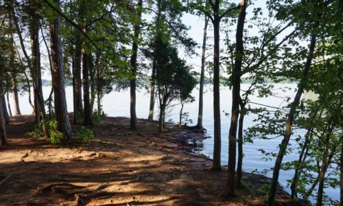 A serene lakeside scene with trees lining the shore and calm water in the background.