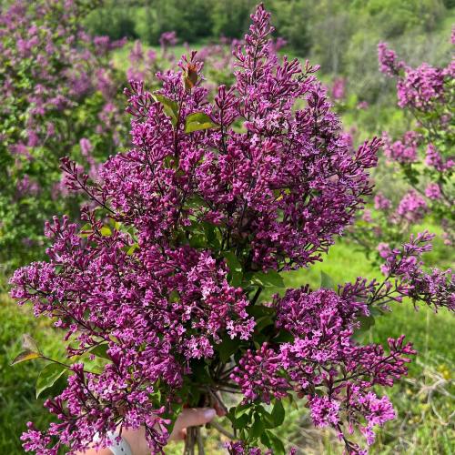 A hand holding a vibrant bouquet of purple lilac flowers against a lush green background.