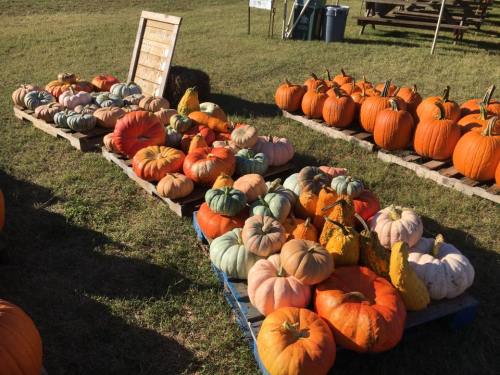 A variety of pumpkins in different colors and sizes displayed on wooden pallets in a grassy field.