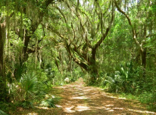 A serene forest path lined with lush greenery and moss-covered trees, creating a tranquil, natural atmosphere.