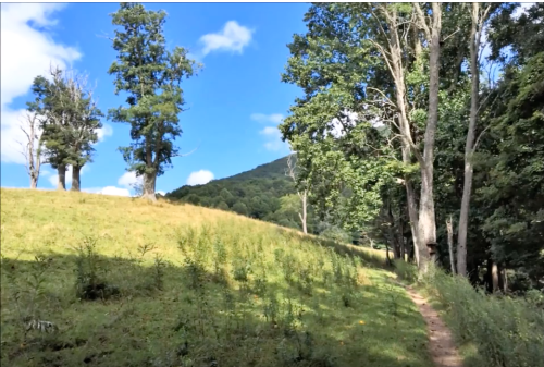 A scenic path through a grassy field lined with trees under a blue sky with fluffy clouds.