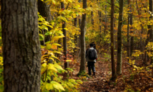 A person walks along a wooded path surrounded by vibrant autumn foliage.