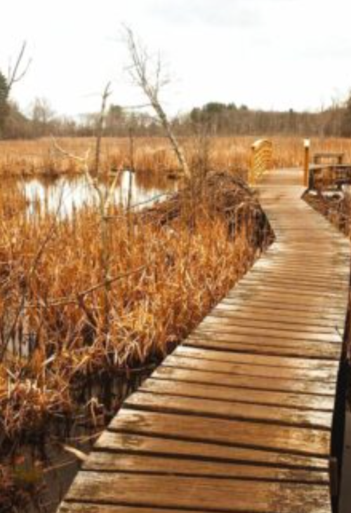 A wooden boardwalk leads through a marshy area with tall, dry grasses and a calm waterway.