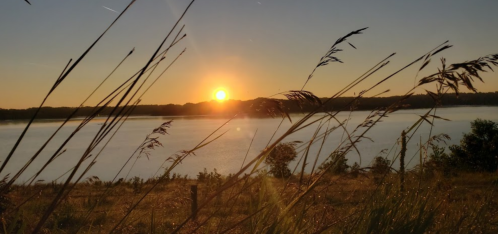 Sunset over a calm lake, with tall grass in the foreground and silhouettes of trees in the background.
