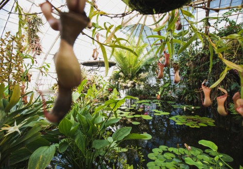 A lush greenhouse filled with diverse plants, including hanging pitcher plants and a tranquil pond with lily pads.