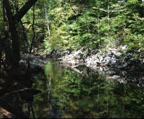 A serene forest scene with a calm creek reflecting lush green trees and rocky banks.