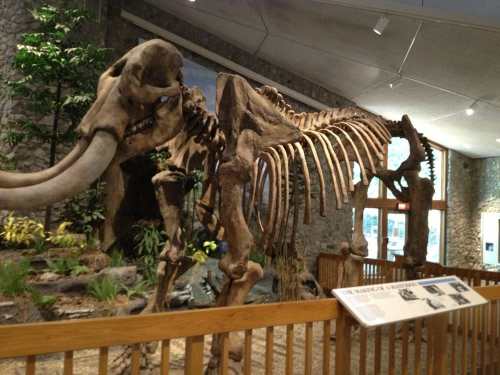A large elephant skeleton displayed in a museum, surrounded by greenery and informative signage.