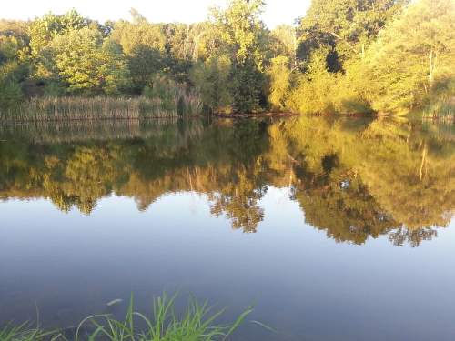 A serene lake reflecting trees and greenery under a clear sky, surrounded by lush foliage.