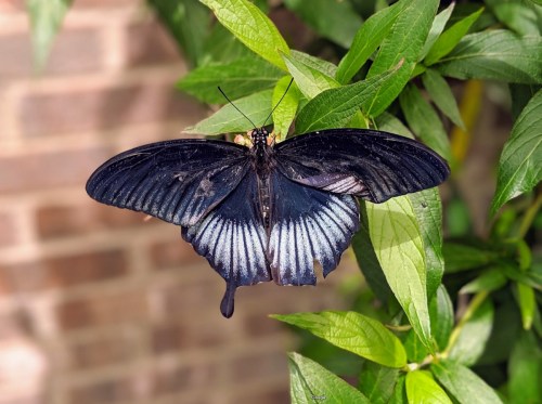 A large black butterfly with blue accents resting on green leaves against a brick background.