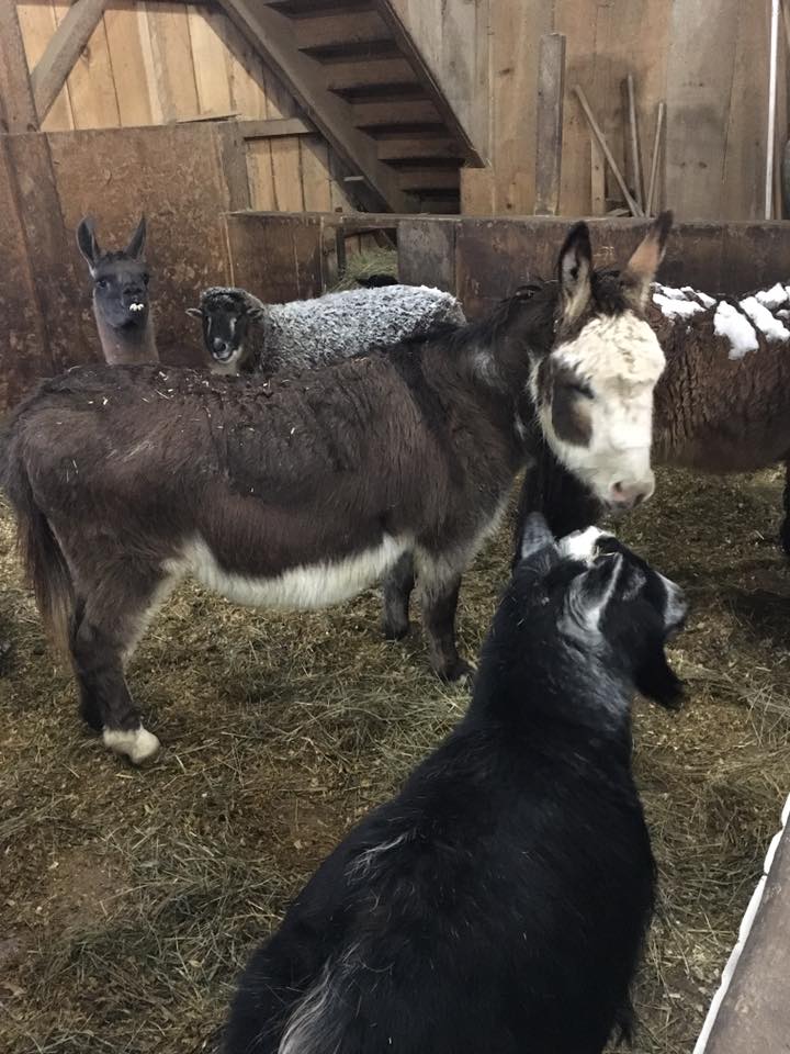 Chepachet Farms Has The Perfect Petting Zoo In Rhode Island