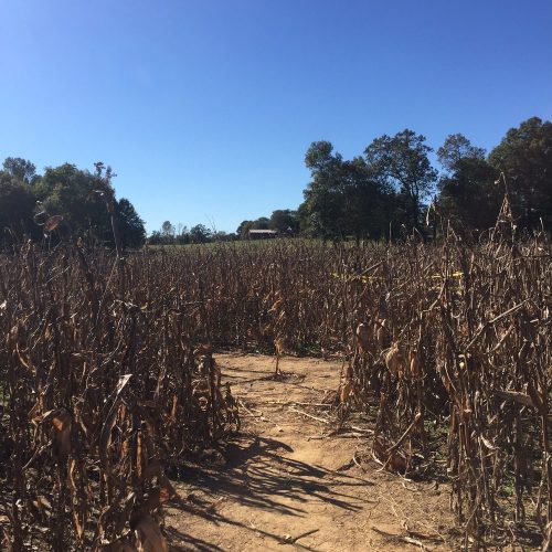 A dirt path winds through a field of dry corn stalks under a clear blue sky, with trees in the background.
