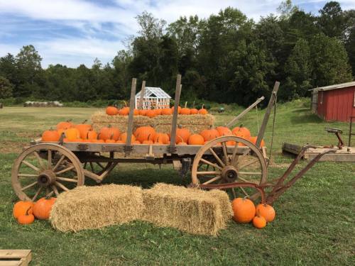 A wooden wagon filled with pumpkins sits on a grassy field, surrounded by hay bales and a red barn in the background.