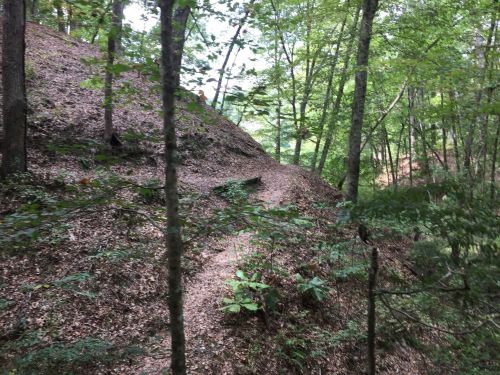 A wooded area with a sloped hill covered in leaves and surrounded by trees.