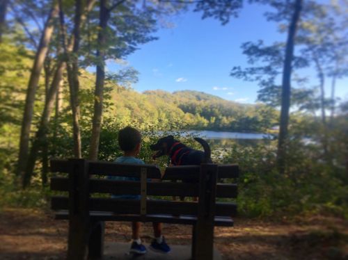 A child sits on a bench with a dog, overlooking a serene lake surrounded by trees and hills.
