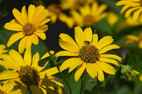 Bright yellow sunflowers in full bloom, with a small bee on one of the flowers, surrounded by lush green leaves.