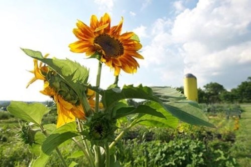 A vibrant sunflower stands tall against a blue sky, with a yellow silo and lush greenery in the background.