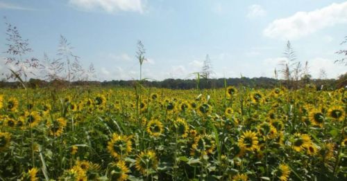 A vibrant field of sunflowers under a blue sky, with green foliage and distant trees in the background.