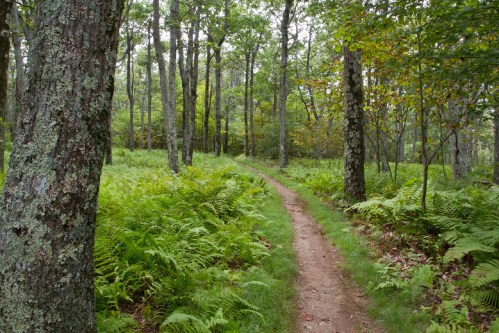 A winding dirt path through a lush green forest with tall trees and ferns on either side.
