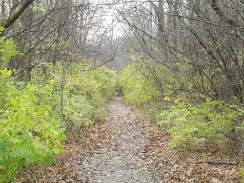 A narrow path through a forest, lined with trees and shrubs, with fallen leaves covering the ground.