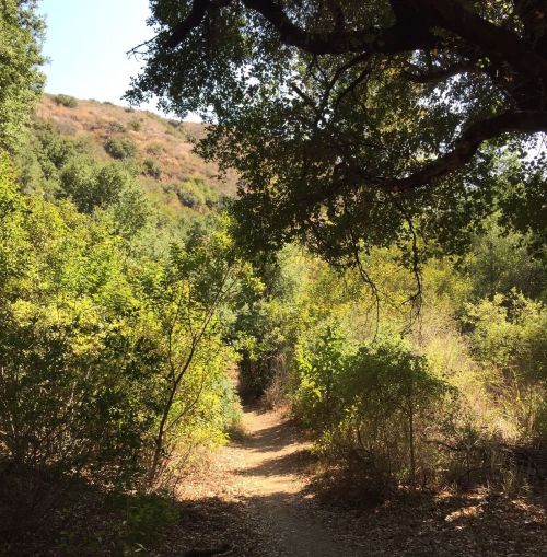 A narrow dirt path winds through lush greenery and trees, leading into a sunlit hillside.
