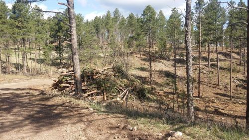 A forested area with tall trees, a dirt path, and a pile of logs on the ground, surrounded by greenery.