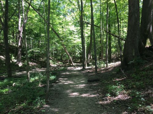 A serene forest path surrounded by tall trees and lush green foliage, inviting exploration and tranquility.