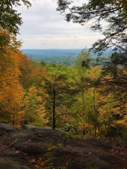 A scenic view of a forest in autumn, showcasing vibrant orange and yellow leaves against a cloudy sky.