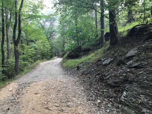 A winding gravel path through a lush green forest, surrounded by trees and rocky terrain.