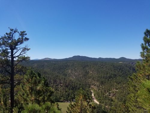 A panoramic view of a lush green forest with distant mountains under a clear blue sky.