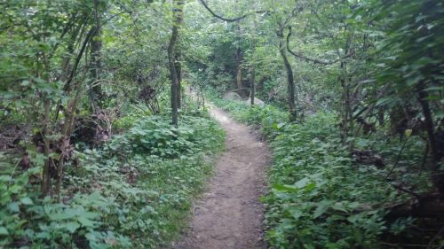 A narrow dirt path winding through a lush, green forest with dense foliage on either side.