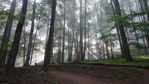 A misty forest with tall trees, soft light filtering through the foliage, and a winding dirt path.