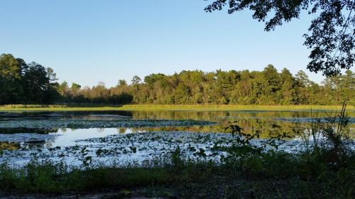 A serene lake surrounded by lush greenery and trees under a clear blue sky. Reflections shimmer on the water's surface.