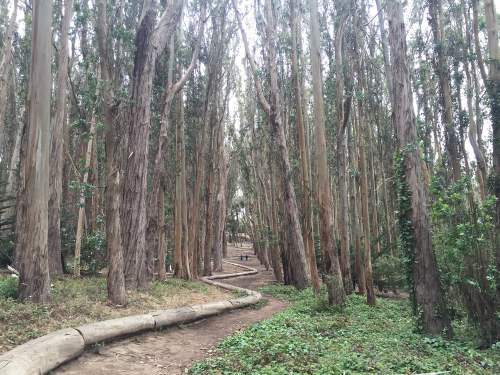 A winding path through a tall eucalyptus forest, surrounded by lush greenery and towering trees.