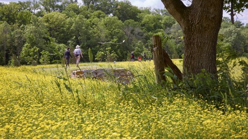 People walking through a field of yellow flowers, with trees and a stone structure in the background.
