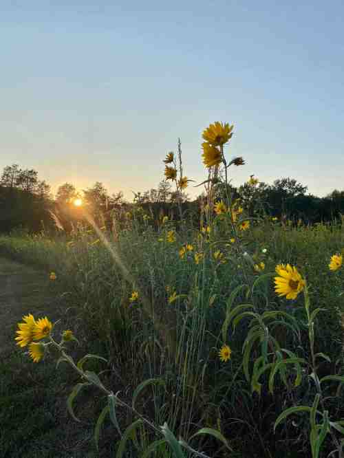 A field of tall yellow flowers with the sun setting in the background, casting a warm glow over the landscape.