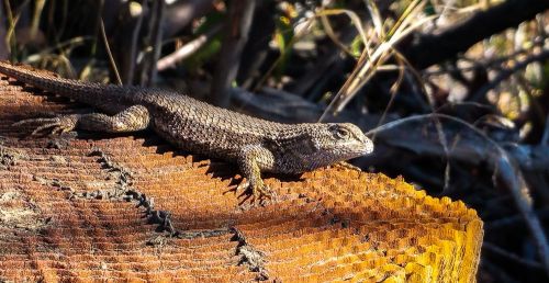 A lizard resting on a textured, weathered log surrounded by grass and foliage.